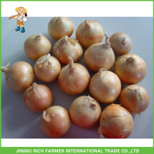 New Corp Whole Fresh Yellow Onion With Best Price